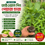 তাইওয়ান পিং পেয়ারা চারা (Taiwan Pink Guava Plant) ১ পিস