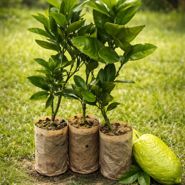 জারা লেম্বু চারা ১ টি