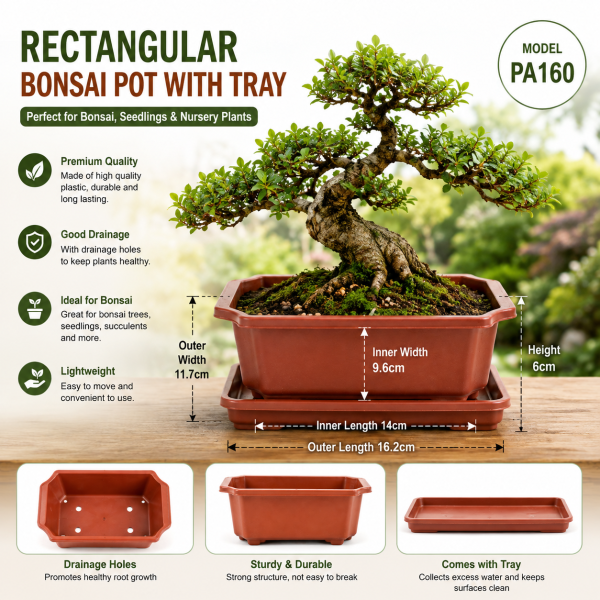 Rectangular Bonsai Pot with Tray 6 inchi
