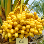 Barhi Yellow TC(Tissue culture) seedling 1 pcs