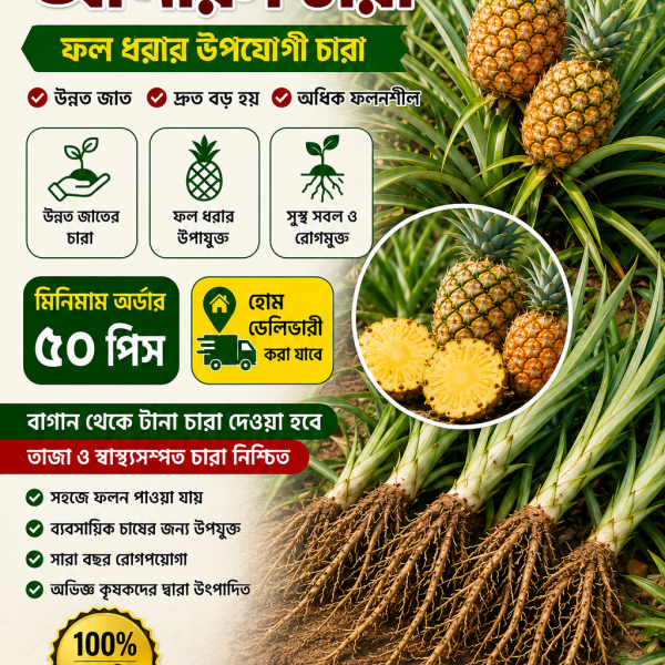 শ্রীমঙ্গলের আনারস চারা ৫ পিস