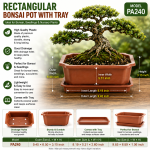 Rectangular Bonsai Pot with Tray 9 inchi