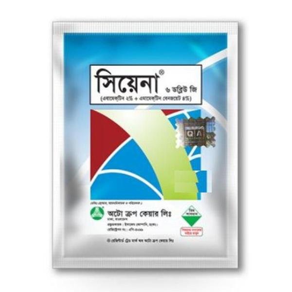 সিয়েনা ৬ ডব্লিউ জি