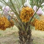 সৌদি খেজুর বারহী (Barhi) টিস্যু কালচার চারা ১ পিস