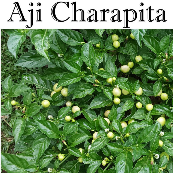 Aji Charapita Chili seeds (30+ seeds)