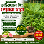 তাইওয়ান পিং পেয়ারা চারা (Taiwan Pink Guava Plant) ৫ পিস