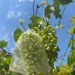 Fiber Fruit Protection Bag 10By13 in- 5Pcs Insect and Bird Mesh for Grapes and Strawberries