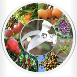 Pruning shears-secateurs curved blade garden scissors