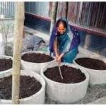 Vermicompost # ভার্মিকম্পোস্ট গন্ধ বিহীন কেঁচো বিহীন ১ কেজি প্যাক
