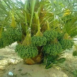 সৌদি খেজুর বারহী (Barhi) টিস্যু কালচার চারা ১ পিস