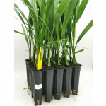 Barhee Red TC(Tissue culture) seedling 1 Pcs