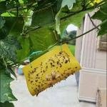 Fruit Fly yellow Traps